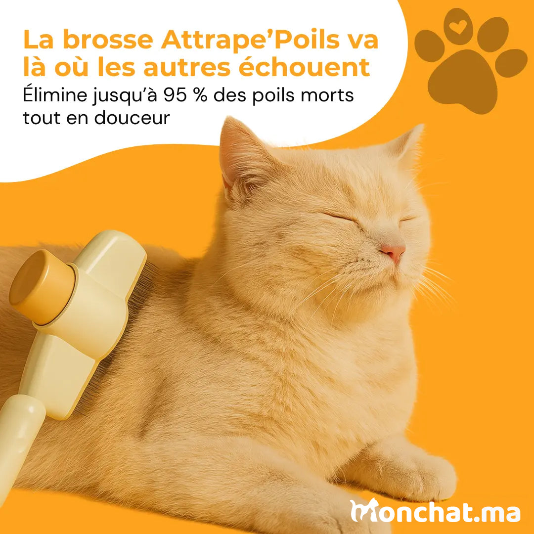 Brosse Attrape’Poils – Notre Bestseller