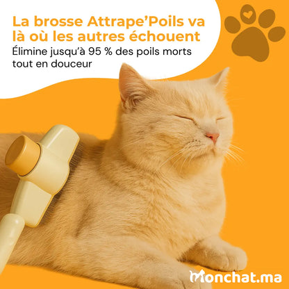 Brosse Attrape’Poils – Notre Bestseller